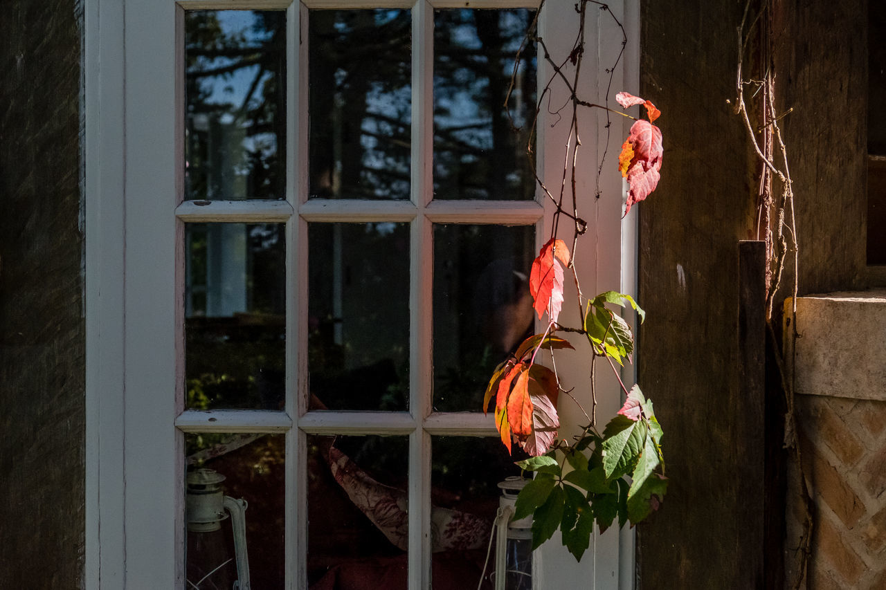 CLOSE-UP OF FLOWER WINDOW