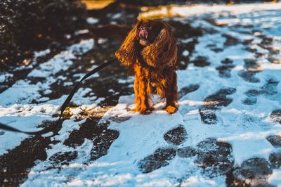 High angle view of dog on snow covered land