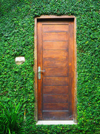 Close-up view of door in plants