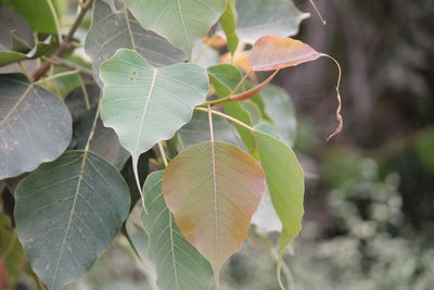 Close-up of fresh leaves on tree