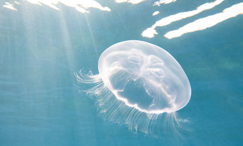 Close-up of jellyfish swimming in sea