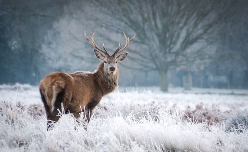 Deer on snow covered field