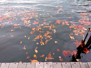 High angle view of fish swimming in lake