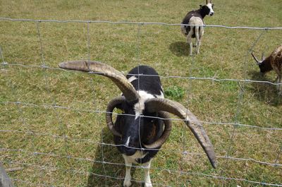 Dog hanging on grass