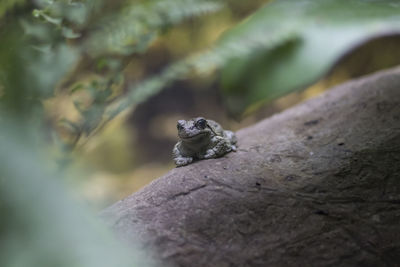 Close-up of frog on rock