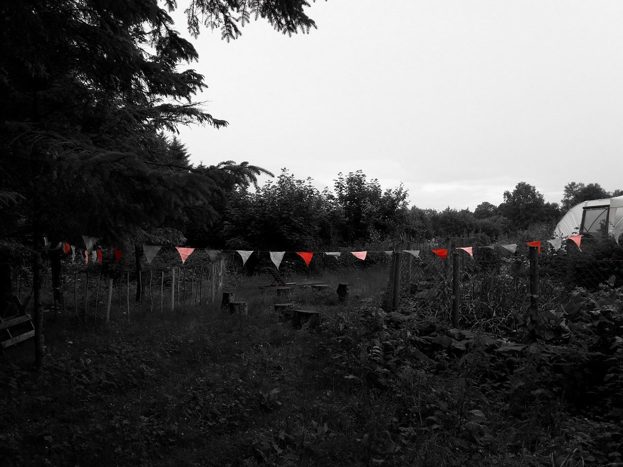 TREES ON FIELD