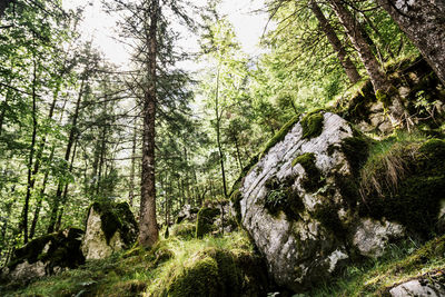 Pine trees in forest