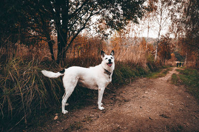 Happy white dog is waiting on country road. late autumn in western europe 