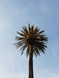 Low angle view of palm tree against sky