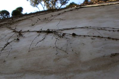 Close-up of ant on tree