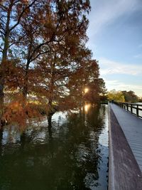 Trees by river against sky