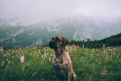 View of dog on field against mountain