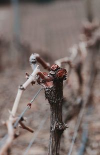 Close-up of insect on twig