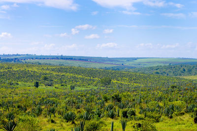 Scenic view of field against sky