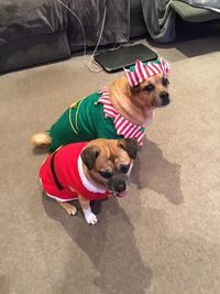 High angle view of dog looking away