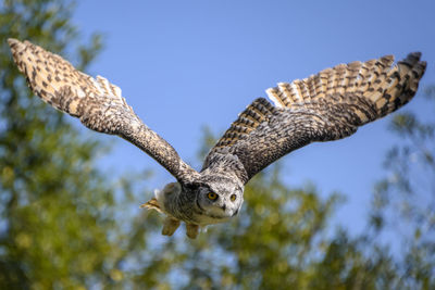 Low angle view of eagle flying against sky