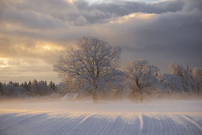 Trees on snow covered field against sky during sunset