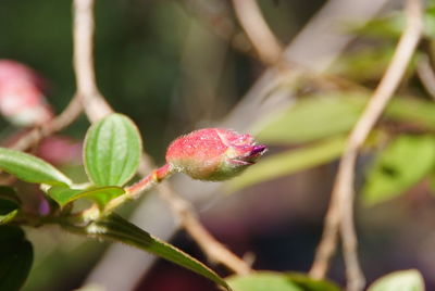 Close-up of flower buds growing outdoors