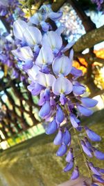 Close-up of purple flowers