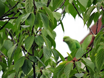 Low angle view of fresh green leaves on tree