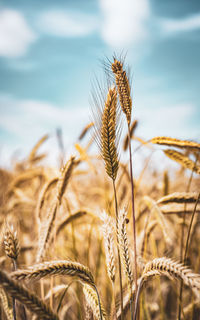 Close-up of wheat growing on field against sky