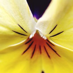 Macro shot of flower