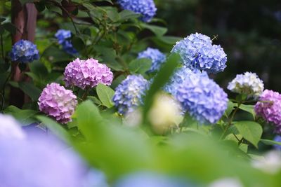 Close-up of purple flowers blooming outdoors