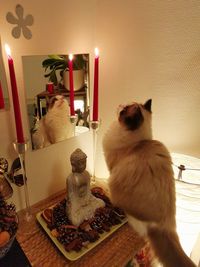 Cat sitting on table at home