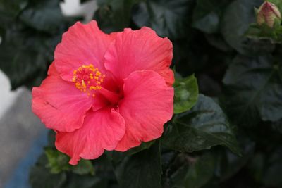 Close-up of red flower