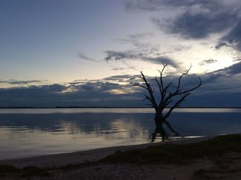 Bare tree on beach against sky during sunset