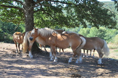 Horses in a field