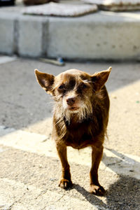 Portrait of puppy standing on sidewalk