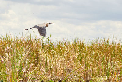 Bird flying over field