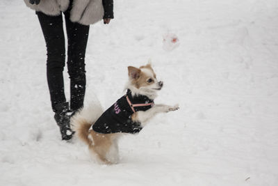 Low section of person with dog on snow