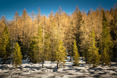 Trees in forest during winter