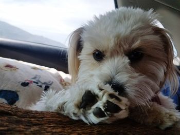 Close-up portrait of a dog