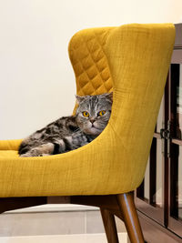 Portrait of cat relaxing on chair at home