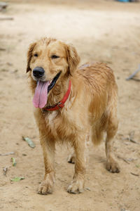 Close-up of dog on footpath