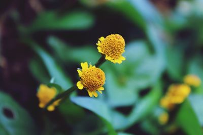 Close-up of yellow flower