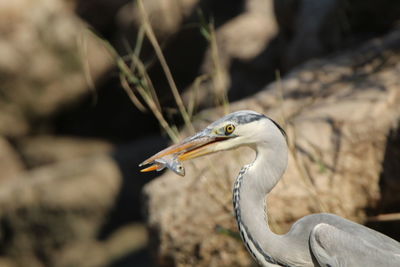 Close-up of a bird
