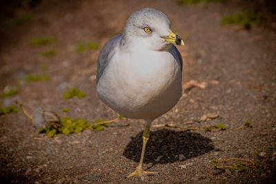 Close-up of seagull perching on land