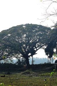 Scenic view of field against clear sky