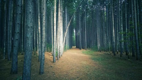 Road passing through forest