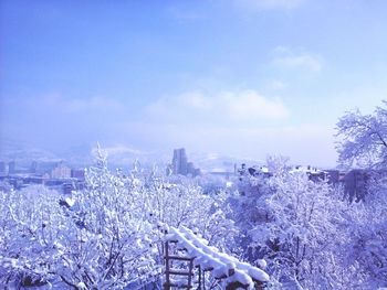 Snow covered trees against sky