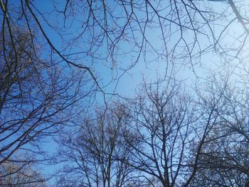 Low angle view of bare tree against blue sky