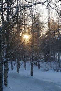 Trees on snow covered landscape