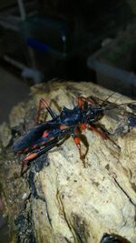 Close-up of insect on rock