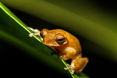 Close up golden tree frog on tree,selective focus.
