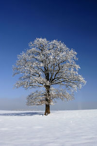 Tree on snow covered field against sky