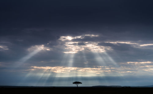 A lone acacia tree stands in the distance of the open plains of the masai mara.